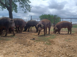 Varios lotes de ganado porcino serán subastados en el centro de reproducción de la Junta el 16 de diciembre
