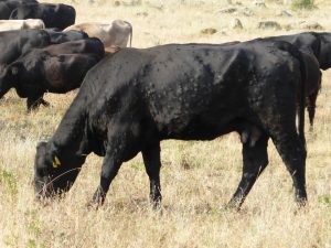 Publicada la tercera prórroga de restricciones por dermatosis que permite ferias de animales sin ganado bovino