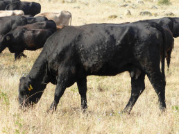 Publicada la tercera prórroga de restricciones por dermatosis que permite ferias de animales sin ganado bovino