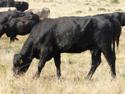 Publicada la tercera prórroga de restricciones por dermatosis que permite ferias de animales sin ganado bovino