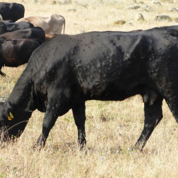 Publicada la tercera prórroga de restricciones por dermatosis que permite ferias de animales sin ganado bovino