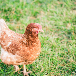 El Ministerio de Agricultura, Pesca y Alimentación amplía el confinamiento de aves de cría a todas las granjas de España