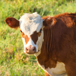 Nafarroa apoya la vacunación preventiva de la dermatosis nodular contagiosa para impedir el avance de la enfermedad