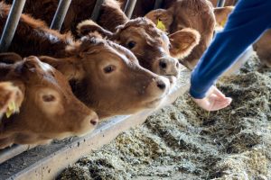 Comisión de Animales de Producción del CGCPVE para modificación parcial del RD 666/2023.