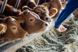 Comisión de Animales de Producción del CGCPVE para modificación parcial del RD 666/2023.