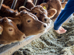 Comisión de Animales de Producción del CGCPVE para modificación parcial del RD 666/2023.