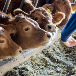 Comisión de Animales de Producción del CGCPVE para modificación parcial del RD 666/2023.