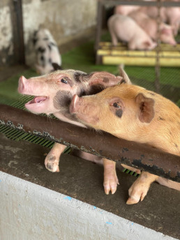 Los transportistas de animales vivos refuerzan colaboración con Administraciones para prevenir peste porcina