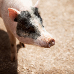 Generalitat de Cataluña afirma que la auditoría al IRTA sobre la PPA la harán expertos 