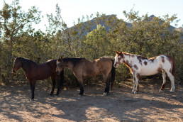 Luz verde a un convenio para mejorar la genética del ganado equino de la Región de Murcia