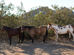 Luz verde a un convenio para mejorar la genética del ganado equino de la Región de Murcia
