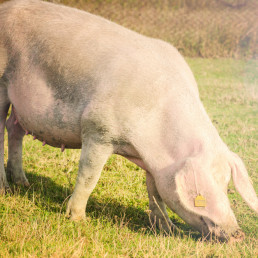  Las asociaciones agrarias y ganaderas respaldan la respuesta de España ante la peste porcina