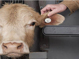 DOCUMENTAL Cochliomyia hominivorax, (Coquerel, 1858)(Gagne 1981). La plaga del gusano barrenador cumple un año en noviembre 2025