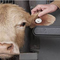 DOCUMENTAL Cochliomyia hominivorax, (Coquerel, 1858)(Gagne 1981). La plaga del gusano barrenador cumple un año en noviembre 2025