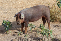  COAG pide un plan nacional de gestión de fauna salvaje tras contar con las granjas 