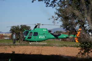 Organizaciones agrarias piden al Gobierno sacrificar 40.000 cerdos y jabalíes de la zona de la peste