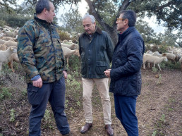 La Junta auxilia a más de cien explotaciones ganaderas de la Serranía de Ronda afectadas por la lengua azul