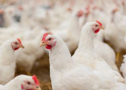 CyL levanta las restricciones en zonas afectadas por gripe aviar aunque mantiene la prohibición de concentración de aves