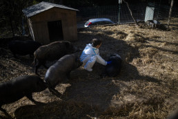 España confirma la muerte por peste porcina africana de 10 nuevos jabalíes dentro del radio del primer foco