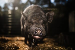 Interporc ve en los aranceles chinos una muestra de confianza en la calidad del porcino europeo