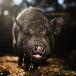 Interporc ve en los aranceles chinos una muestra de confianza en la calidad del porcino europeo