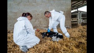 El Govern aprueba las indemnizaciones por los sacrificios obligatorios tras la DNC