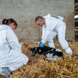 El Govern aprueba las indemnizaciones por los sacrificios obligatorios tras la DNC