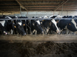 Cantabria aprueba casi 7,2 millones para sanidad y control de explotaciones ganaderas en 2026 y 2027