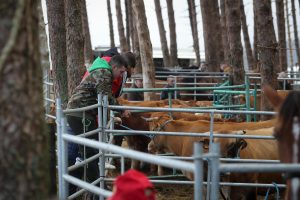 Euskadi suspende desde este viernes las ferias y eventos con animales por la dermatosis nodular