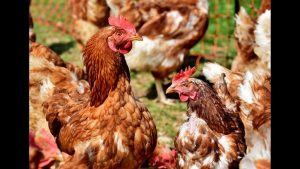 La Generalitat asegura la "buena evolución" de la contención de la gripe aviar