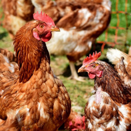 La Generalitat asegura la 