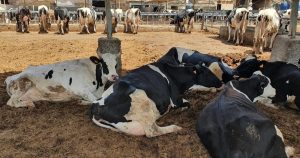 La Palma abona 172.000 euros en ayudas dirigidas al mantenimiento de la cabaña bovina y ovina