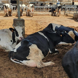 La Palma abona 172.000 euros en ayudas dirigidas al mantenimiento de la cabaña bovina y ovina