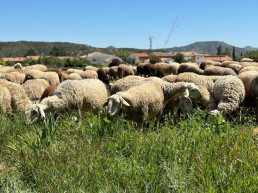 C-LM compra 700.000 dosis de vacuna para proteger al sector ganadero frente a la lengua azul