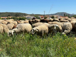 C-LM compra 700.000 dosis de vacuna para proteger al sector ganadero frente a la lengua azul