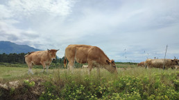 URA pide revisar la gestión de la Dermatosis Nodular Contagiosa y reclama diálogo con el sector