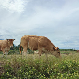 URA pide revisar la gestión de la Dermatosis Nodular Contagiosa y reclama diálogo con el sector