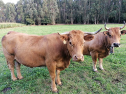 CyL amplía hasta el 31 de enero las restricciones por la dermatosis nodular bovina