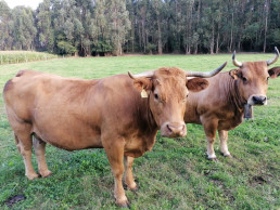 CyL amplía hasta el 31 de enero las restricciones por la dermatosis nodular bovina