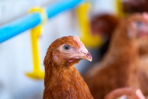 Aprobado el nuevo programa de AviPro™ SALMONELLA DUO que amplía la protección frente a Salmonella en gallinas ponedoras durante todo el periodo de puesta