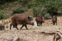 Confirmados 4 nuevos casos de PPA en el núcleo de Collserola (Barcelona)