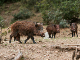 Confirmados 4 nuevos casos de PPA en el núcleo de Collserola (Barcelona)