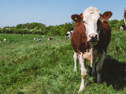 CyL rebaja las medidas frente a la dermatosis bovina y permite ferias con medidas de bioseguridad desde el 1 de febrero