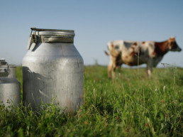 Agricultura trabaja en una nueva ayuda a la recogida de leche en las explotaciones en las zonas de montaña