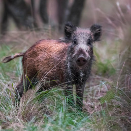 Confirmados 18 nuevos casos de peste porcina africana dentro del radio de 6 kilómetros