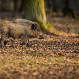 El Govern adelanta que habrá más casos positivos de jabalíes afectados por la PPA