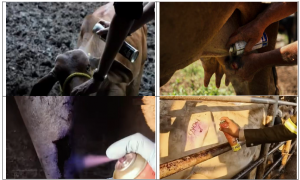 DOCUMENTAL Cochliomyia hominivorax, (Coquerel, 1858) (Gagne 1981). COMBATE DE SUPRESIÓN Y CAMPAÑA P IV (4-6)