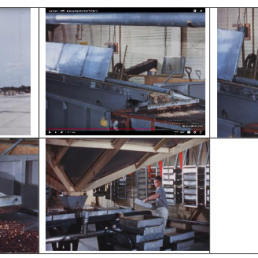 DOCUMENTAL Cochliomyia hominivorax, (Coquerel, 1858) (Gagne 1981). PRODUCIR PUPA Y MOSCA ESTÉRIL P V (5-6)