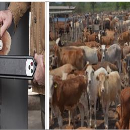 DOCUMENTAL Cochliomyia hominivorax, (Coquerel, 1858)(Gagne 1981). NUEVOS COMENTARIOS. P VI (6-6)