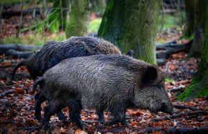 Los análisis descartan que el virus de la peste porcina africana saliera del laboratorio cercano